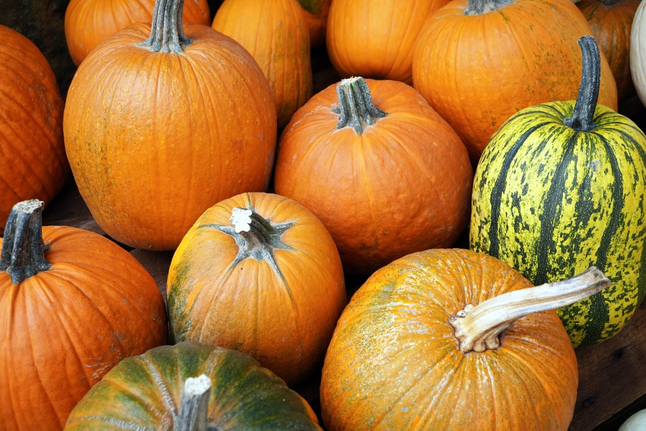 Celebrate the Season at Our Fall Festival